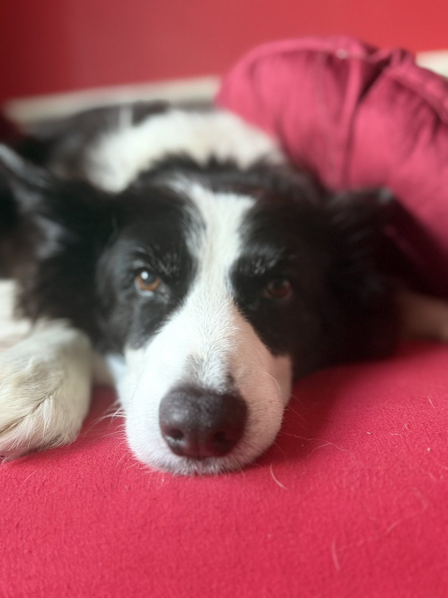 CbhTt's tweet image. *Boop* 

#penny #bordercollie
