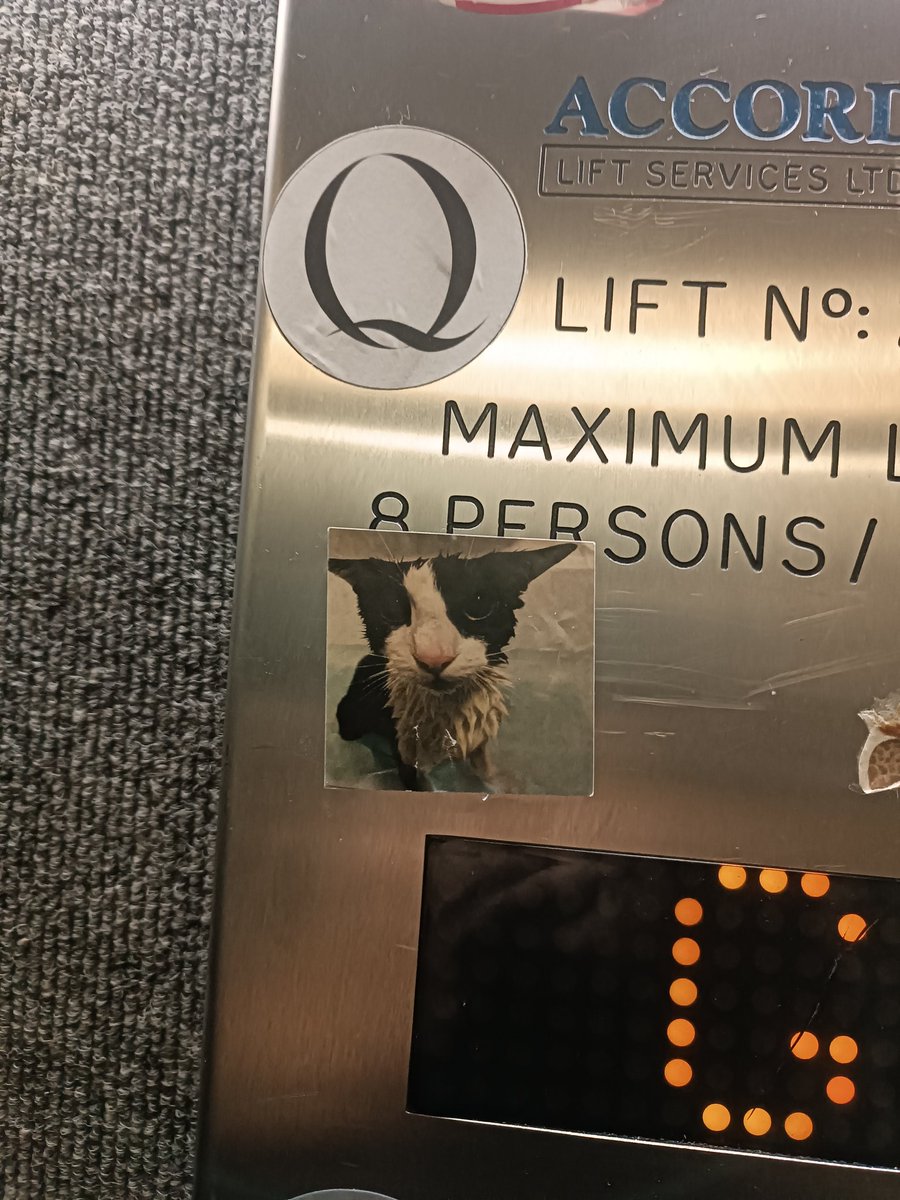Soggy Cat Propaganda tweet media
