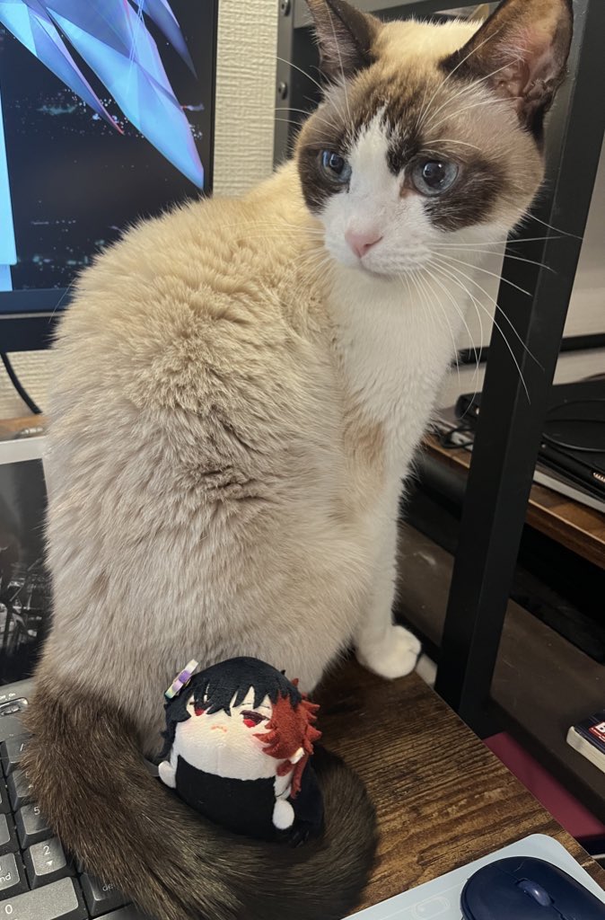 nyaa79's tweet photo. 本日、ななちゃん（猫）が亡くなりました。
セッション中にみんなとニャーニャーお話したり、遊びに来た友人にかまってもらったり。関わりあったみなさん、オンライン、オフラインともに可愛がってくれてありがとうございました。
15歳、少し早いかもですが天寿を全うしたとおもいます😊 https://t.co/6INKwg1Dr2