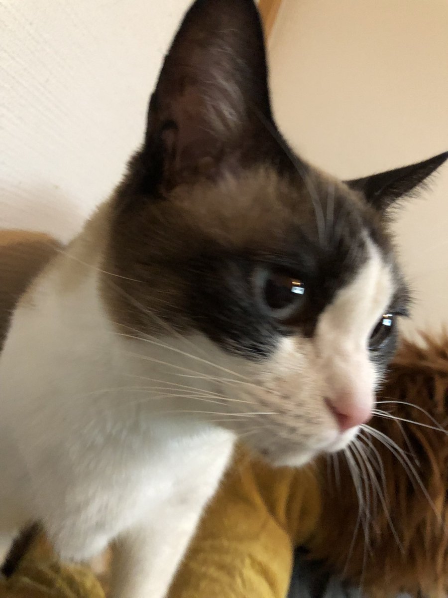 nyaa79's tweet photo. 本日、ななちゃん（猫）が亡くなりました。
セッション中にみんなとニャーニャーお話したり、遊びに来た友人にかまってもらったり。関わりあったみなさん、オンライン、オフラインともに可愛がってくれてありがとうございました。
15歳、少し早いかもですが天寿を全うしたとおもいます😊 https://t.co/6INKwg1Dr2