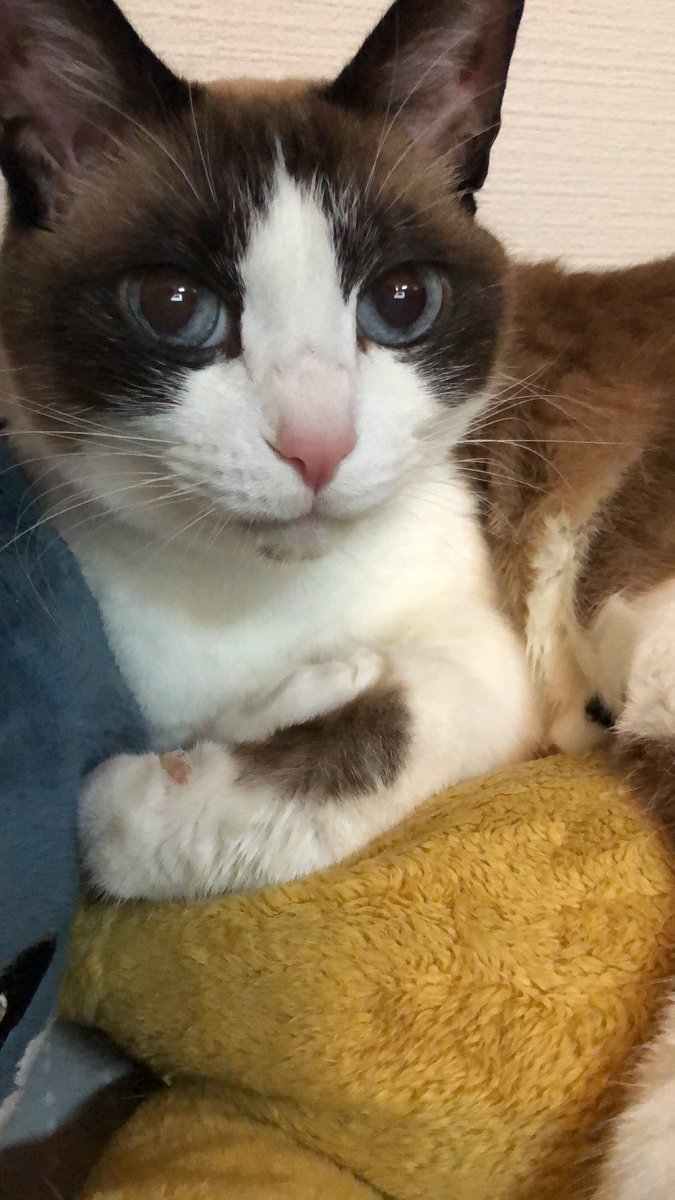 nyaa79's tweet photo. 本日、ななちゃん（猫）が亡くなりました。
セッション中にみんなとニャーニャーお話したり、遊びに来た友人にかまってもらったり。関わりあったみなさん、オンライン、オフラインともに可愛がってくれてありがとうございました。
15歳、少し早いかもですが天寿を全うしたとおもいます😊 https://t.co/6INKwg1Dr2