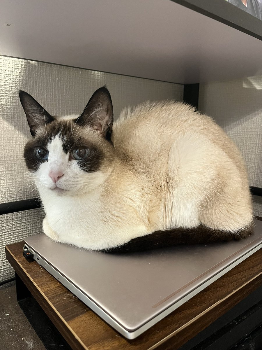 nyaa79's tweet photo. 本日、ななちゃん（猫）が亡くなりました。
セッション中にみんなとニャーニャーお話したり、遊びに来た友人にかまってもらったり。関わりあったみなさん、オンライン、オフラインともに可愛がってくれてありがとうございました。
15歳、少し早いかもですが天寿を全うしたとおもいます😊 https://t.co/6INKwg1Dr2