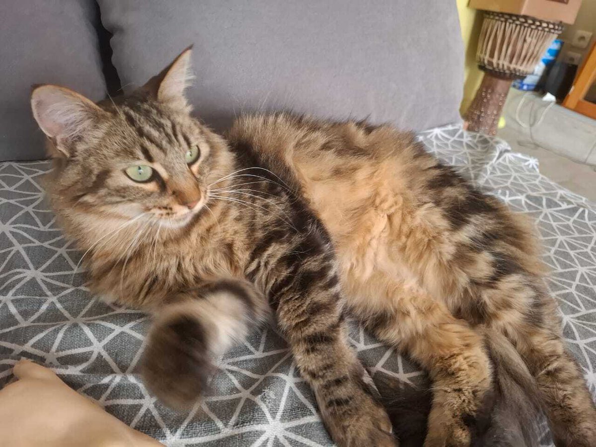 🟠 🐱 Chat perdu le 24/09/2025 à Toulouse (31300).
Race : Européen / Âge : 7 an(s)
Apa / Mâle / Identifié(e) : Oui

☎️ 0677172474
📧 barbier.chloe@gmail.com

#VigiPets #chatperdu #chattrouve #chat #perdu #trouve