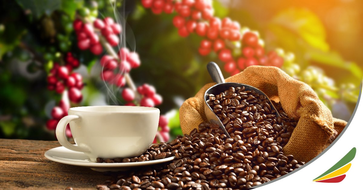 MelatNegusse's tweet photo. Happy international coffee day for all coffee lovers!
#Coffee, #Ethiopian's gift to the world!
#ROBE Coffee #HOMELAND
#COFFEE Ethiopia #AfricanHeritage
#Orom
#EastAfricanCuisine https://t.co/ySap85xmaF