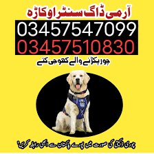 DogCenter's tweet photo. آرمی ڈاگ سنٹر کے تربیت یافتہ کھوجی کتے 24 گھنٹے موجود ہیں 
چوری ڈکیتی کی صورت میں فون کال پر ٹیم آپ کے پاس پہنچ جائے گی۔
 رابطہ نمبر 03457510830 https://t.co/WWTSHsNdsw