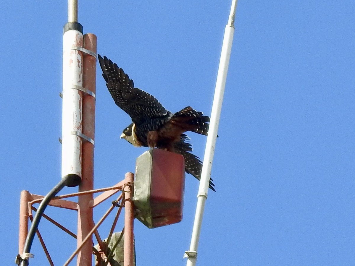 basham6's tweet image. Bat Falcon at Chichén Itzá