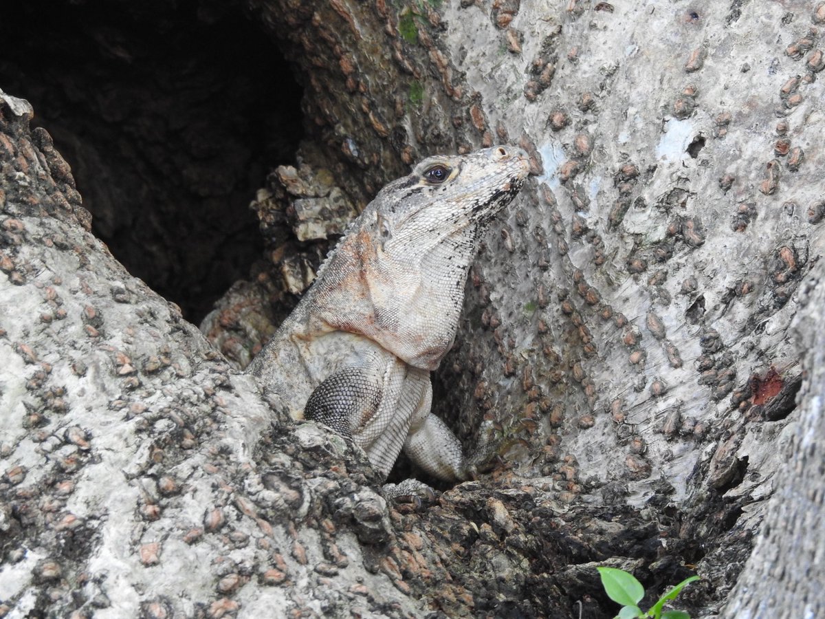 basham6's tweet image. Bat Falcon at Chichén Itzá