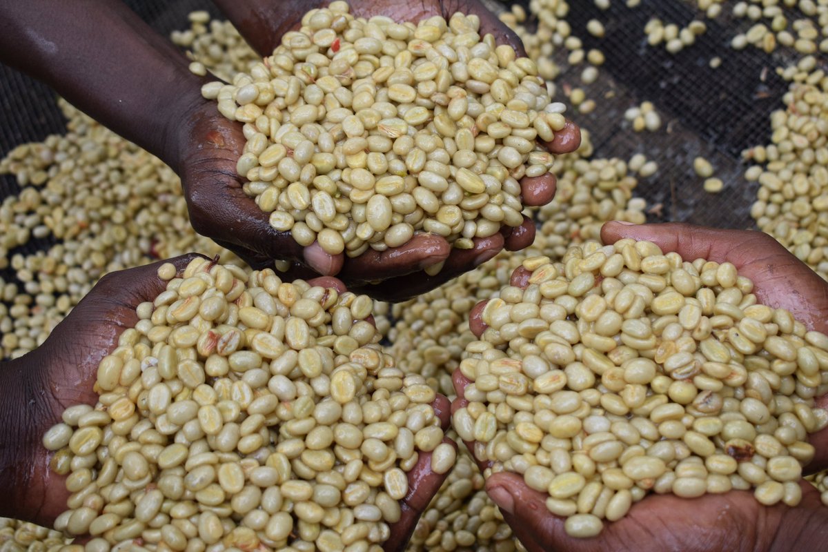 #InternationalCoffeeDay 2025 @ Jinja City is calling all coffee lovers &amp; industry stakeholders. #October 2, we gather to celebrate a shared passion &amp; advocate for the well-being of coffee growers. The spotlight is on promotion of coffee growing in Northern Ug. #Transformation