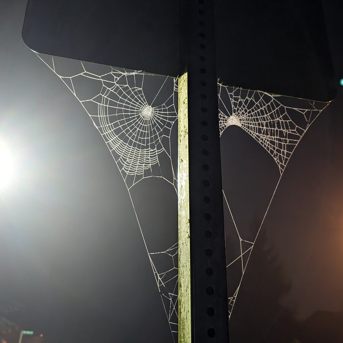 Morning Walk: 3.28 miles (5.3 km) Overcast and cool. Saw 1 dog and 1 spider decorating early for Halloween. Listened to an audiobook on Libby: Team of Teams by General Stanley McChrystal