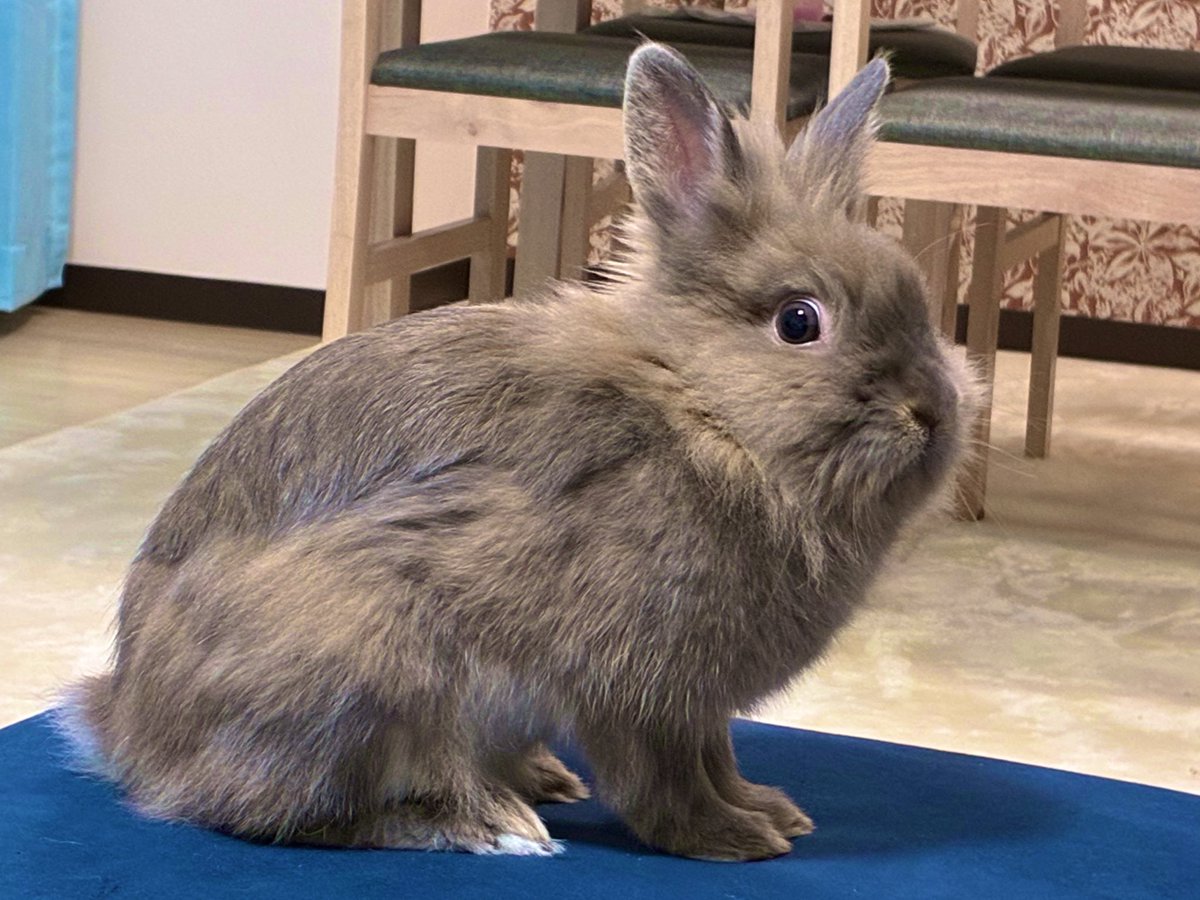 nibiru_rabbit's tweet image. 凄まじいドヤ顔
#うさぎ