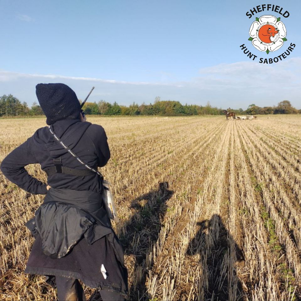 SheffHuntSabs's tweet photo. For one last ditch attempt at a kill, hounds were cast into scrub by the main Rollestone Road. Hunt members scrambled as they tried to prevent a fox cub from leaving the bramble patch, allowing the cub to run straight past sabs, who covered their scent and allowed them to escape https://t.co/v2WQTYUKh3
