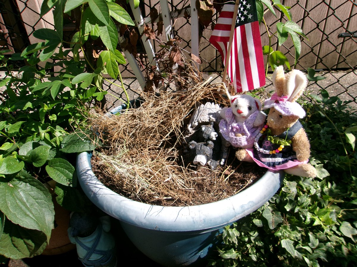 spauldingtbear's tweet photo. Valentine and Tine are sad because the chamomile has died. Hopefully, next year's chamomile seeds have hit the soil. Using old plants for mulch, Mrs. and Baby Bear will watch for now, and will watch for #lostsockmonkey.
#TeddyBearGarden https://t.co/5vbQDf38l4
