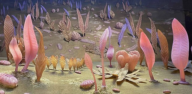 — the silly little sea creature for this week is the charnia, an extinct organism from the ediacaran biota !!

— fun fact: these frond-like fern-resembling beings are considered some of the earliest known multicellular organisms !!