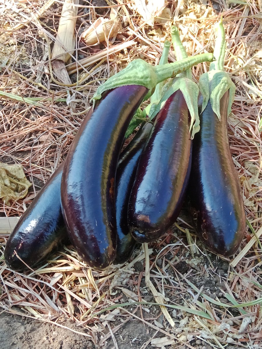Bugün.
Böyle birşeyle müşteriye çat kapı gidiyorum. Yanına incir, biber çeşitleri, domates, börülce bir paket halinde.
Ederi şu para, ölçü yok, göz kararı, buyur abi diyor, karşılıklı teşekkürler vb., o mutlu, ben mutlu.
Herşey yerli tohum, kimyasalsız, doğaya zarar vermeden.