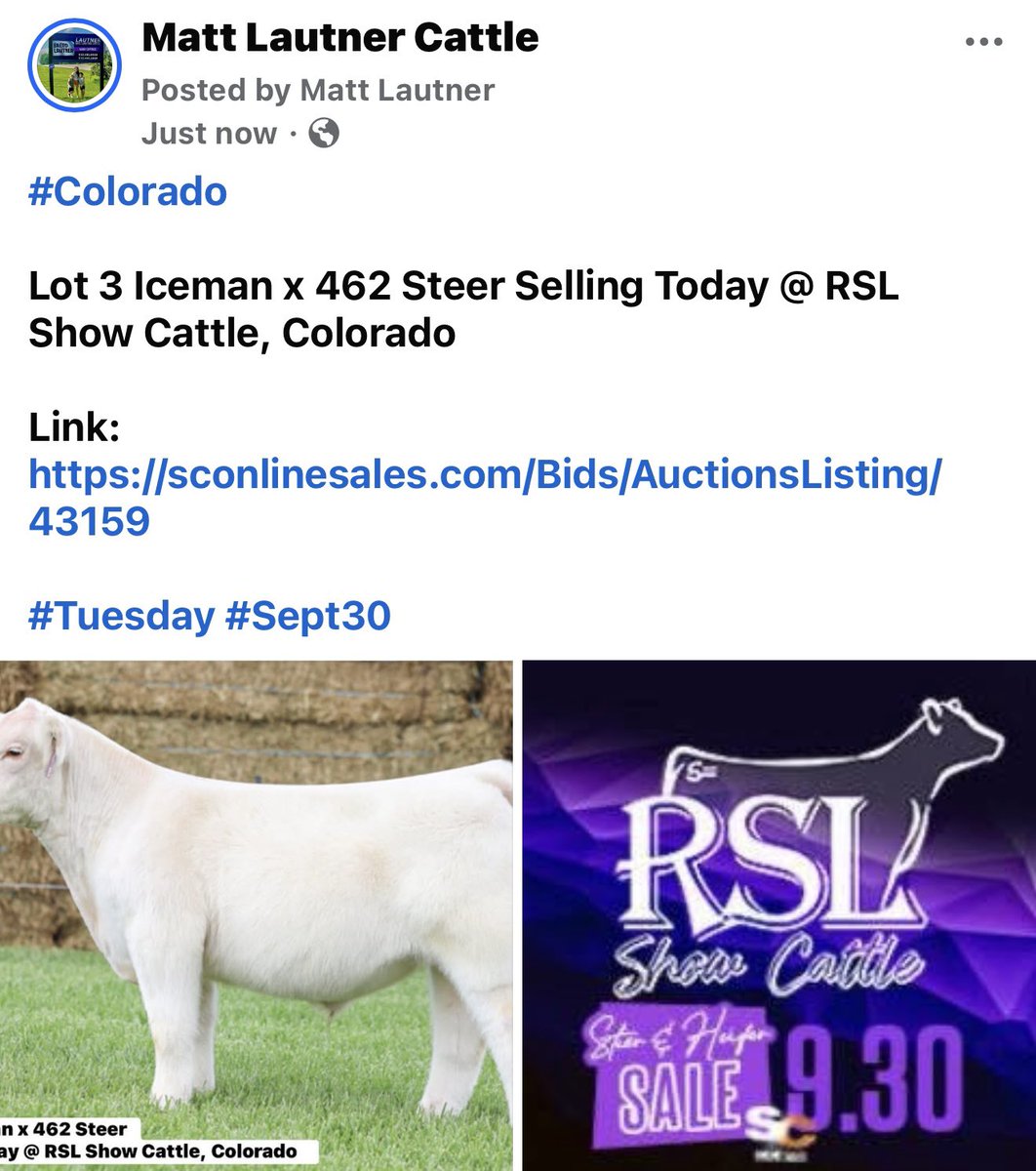 mattlautner's tweet image. #Colorado 

Lot 3 Iceman x 462 Steer Selling Today @ RSL Show Cattle, Colorado  

#Tuesday #Sept30