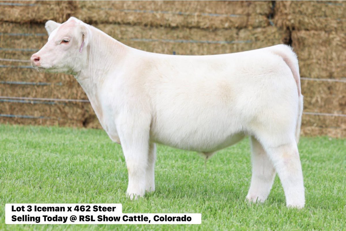 mattlautner's tweet image. #Colorado 

Lot 3 Iceman x 462 Steer Selling Today @ RSL Show Cattle, Colorado  

#Tuesday #Sept30