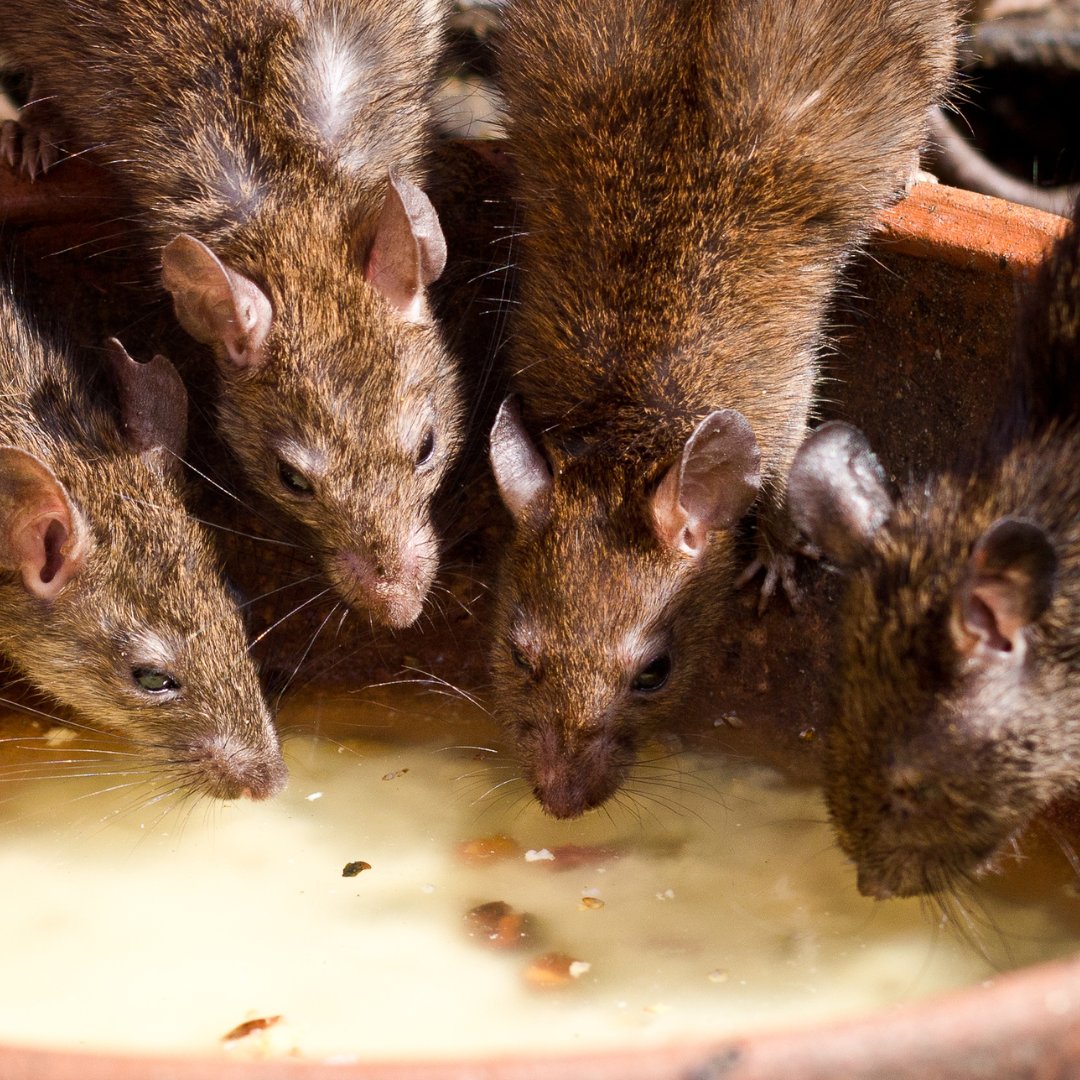 Rat activity is ramping up   for the autumn – and so should your baiting strategy. Selontra’s rapid   stop-feed action keeps sites under control without the endless rebaiting. Simple   and no faff required!

Have you used Selontra on a job recently?