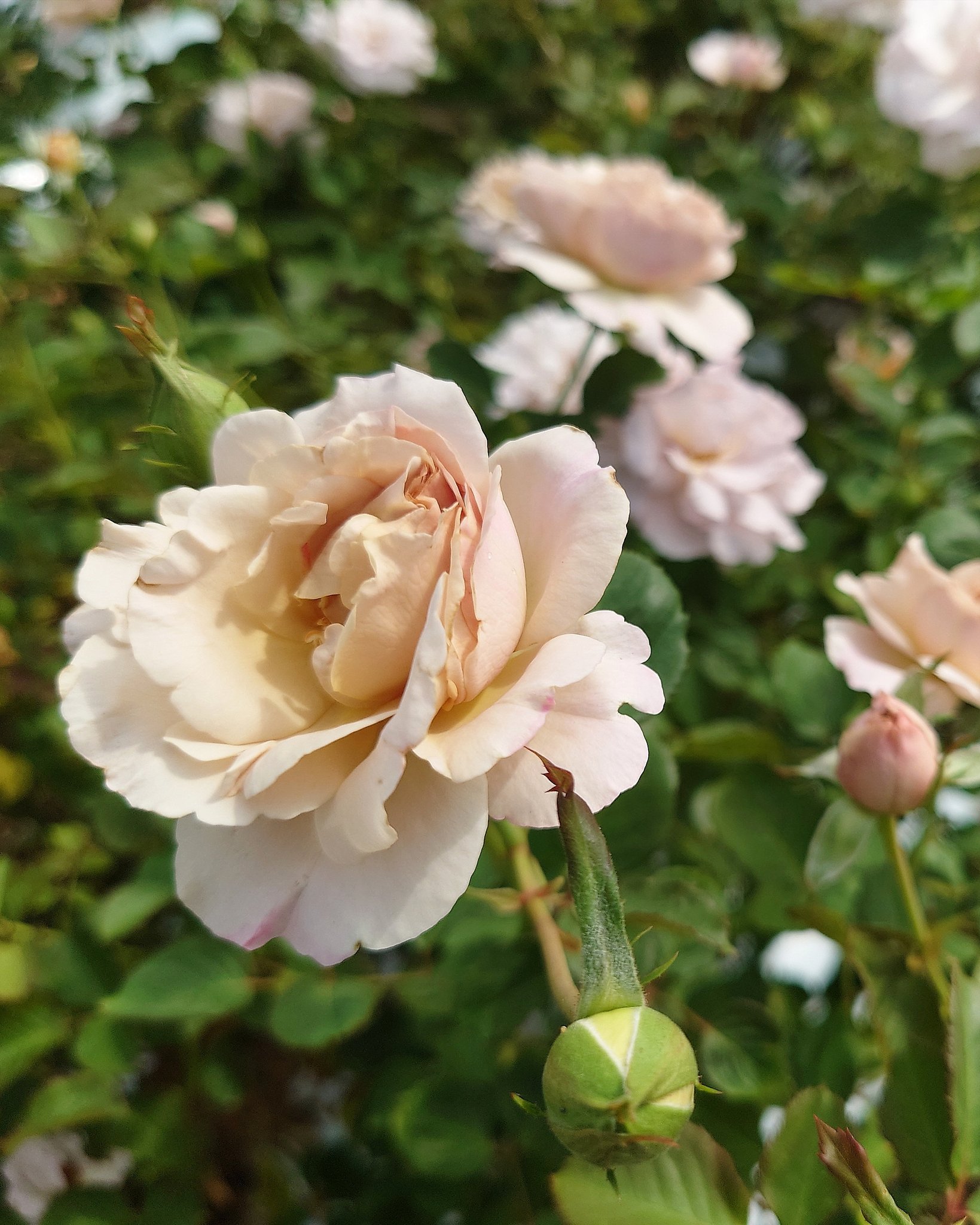 忽滑谷 史記 @Apple Roses (@f_nukariya) / X