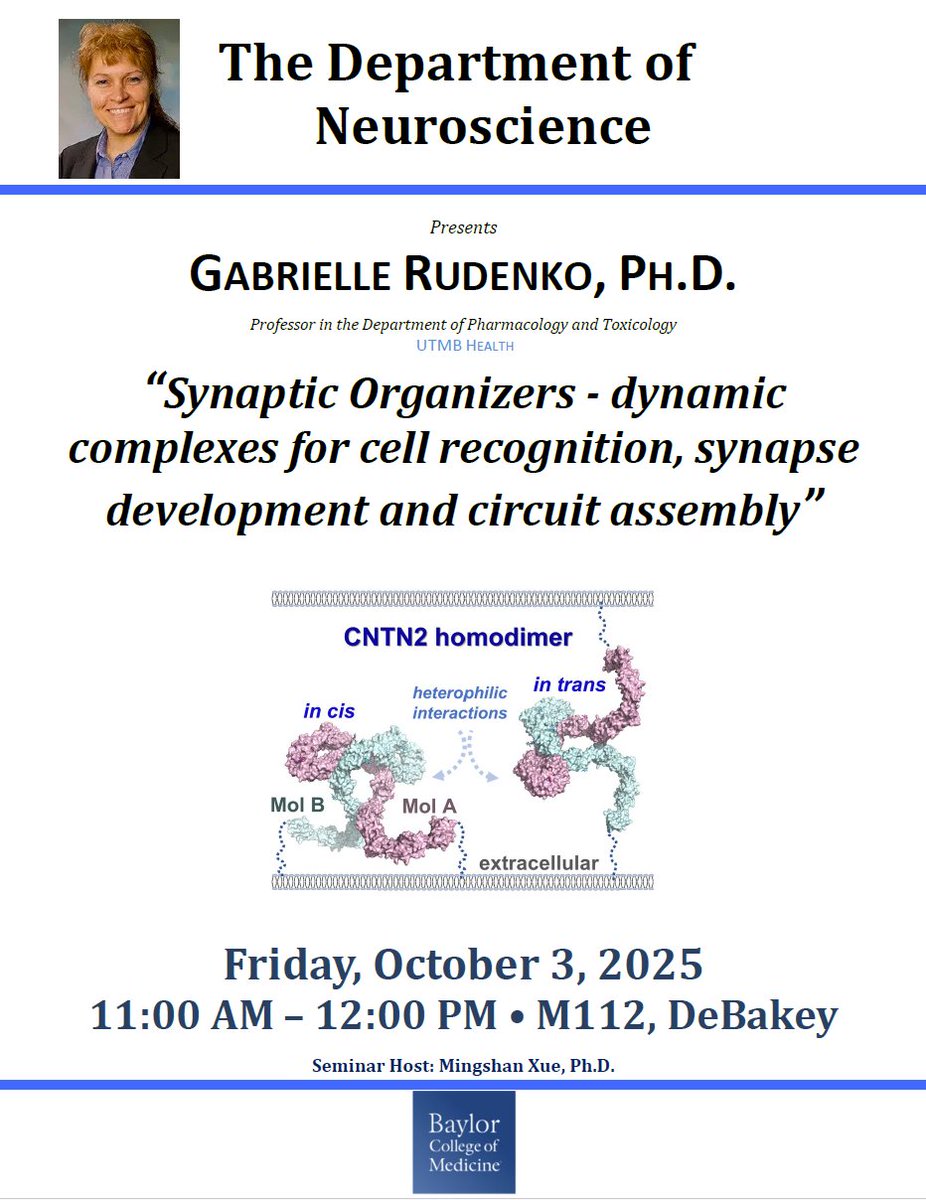 bcm_neurosci's tweet image. Join us Friday for our neuroscience seminar series!🧠
 
Dr. Gabrielle Rudenko, from UTMB Health, will present &quot;Synaptic Organizers - dynamic complexes for cell recognition, synapse development and circuit assembly&quot;     
 
📅 Oct. 3, 2025  
🕑 11am-12pm  
📍 M112 DeBakey