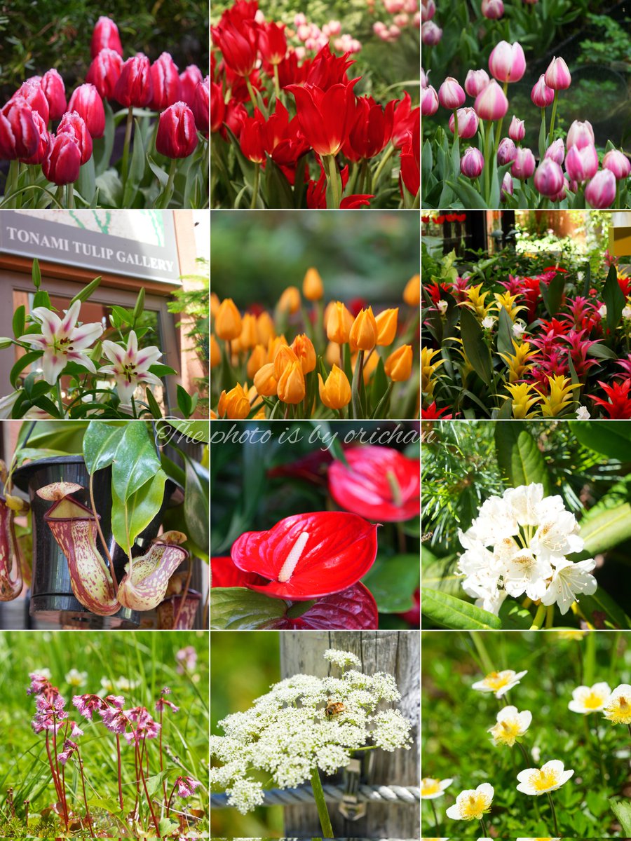 チューリップ様•*¨*•.¸♬︎ チューリップ】🌷