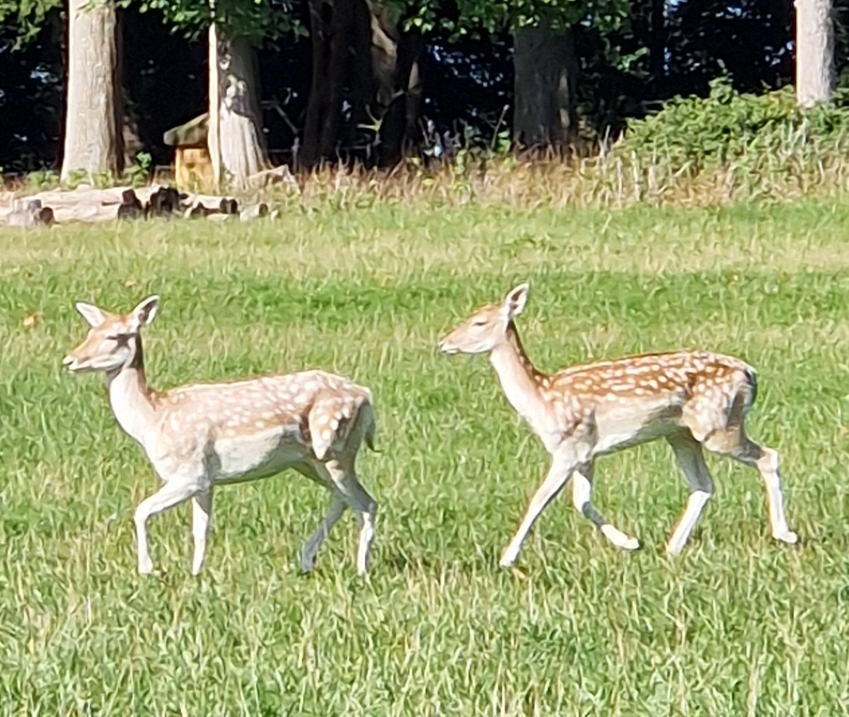 Vicky_Freeman's tweet image. So warm at The Newt, even the deer were sunbathing!