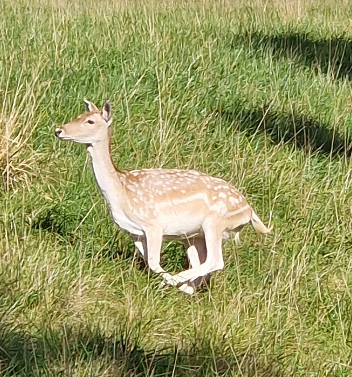 Vicky_Freeman's tweet image. So warm at The Newt, even the deer were sunbathing!