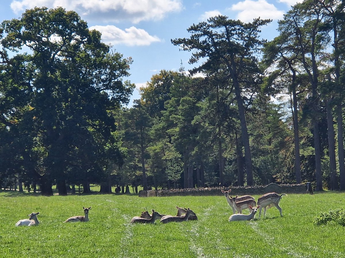 Vicky_Freeman's tweet image. So warm at The Newt, even the deer were sunbathing!