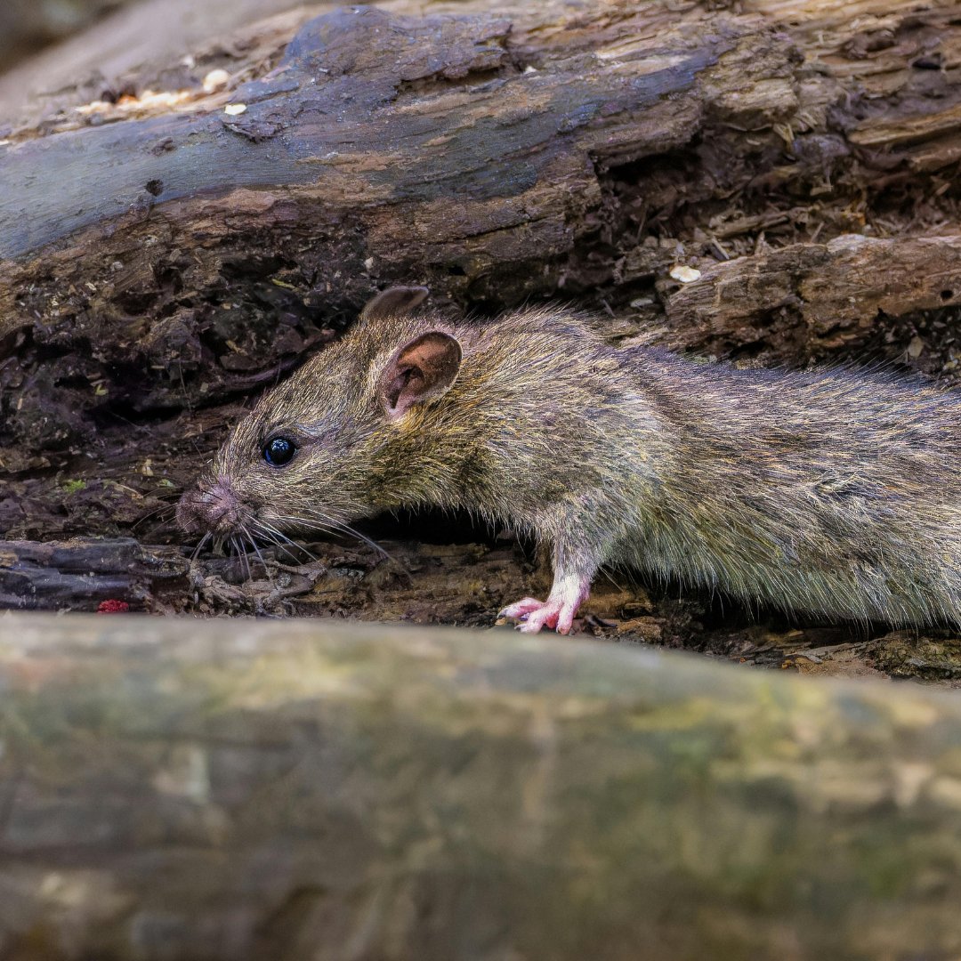 What’s your go-to trick for spotting a sneaky rodent entry point?

Drop your pro move below 👇