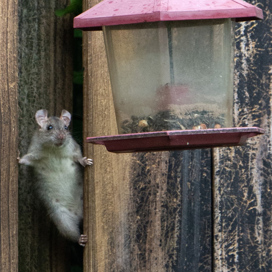 Caption this!  📸

Best caption wins the title of Top Pest Pun Master  🥇