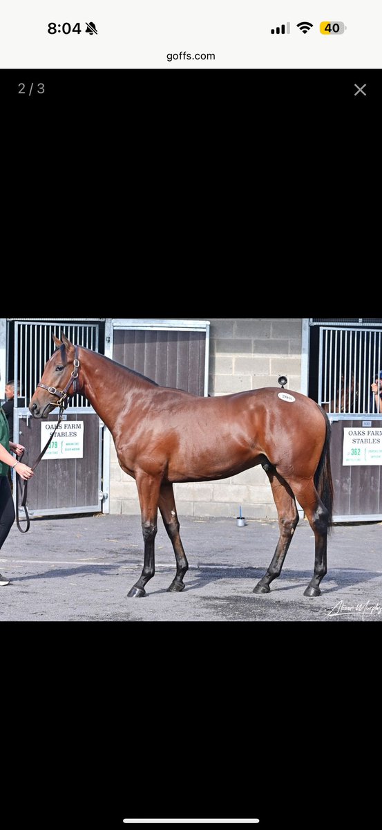 SeanFreney77's tweet photo. 2 absolute belters bought @Goffs1866 with @dylancunha_uk cracking son of @coolmorestud No Nay Never from @OaksFarmStables and a lovely @DarleyEurope Ifraaj colt from @YkSherbourne 

Box ticked ✅ for the Goffs 2 Million series 🤞🏼⭐️ https://t.co/H5udYS4PFQ