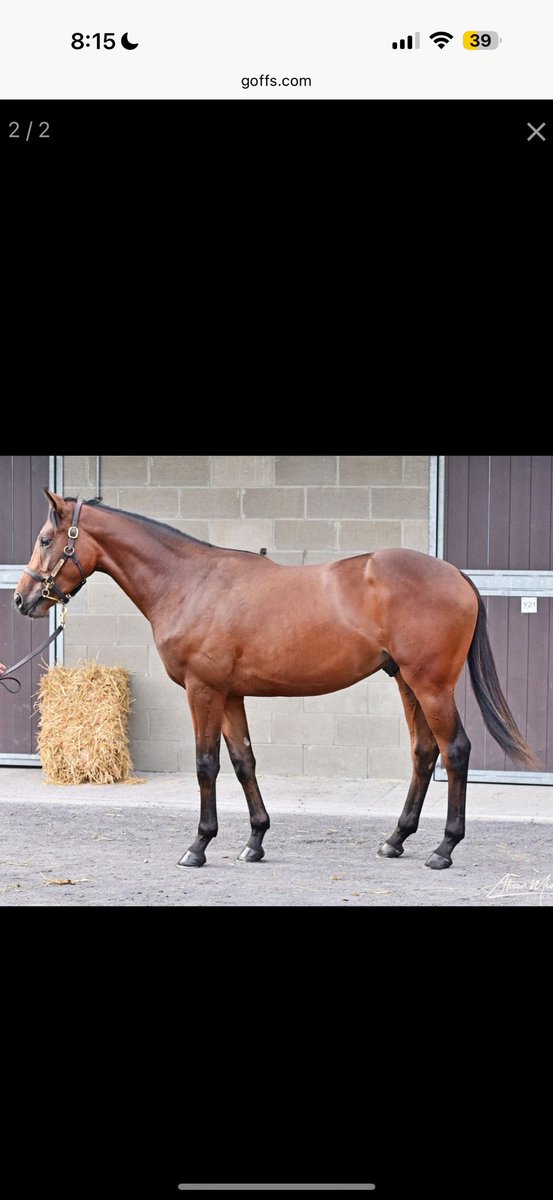 SeanFreney77's tweet photo. 2 absolute belters bought @Goffs1866 with @dylancunha_uk cracking son of @coolmorestud No Nay Never from @OaksFarmStables and a lovely @DarleyEurope Ifraaj colt from @YkSherbourne 

Box ticked ✅ for the Goffs 2 Million series 🤞🏼⭐️ https://t.co/H5udYS4PFQ