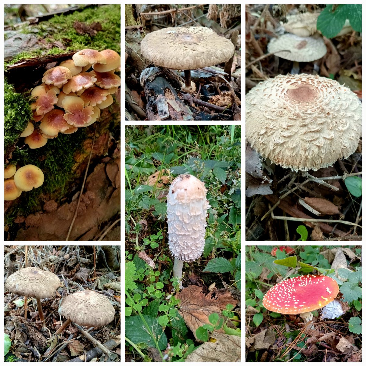 Tinalouisereads's tweet photo. Fungi seen over Baggeridge Country Park #baggeridgecountrypark #baggeridge #fungi https://t.co/o44CnZlR3l
