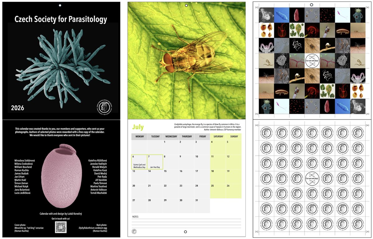 Our wall calendar is back! The calendar is in English and consists of 14 stunning photos we received from our members (and the game of PAIRS). They will be distributed from November onwards. What do think? 😍 Also, should we bring them to Glasgow? 📷🤓 <a href="/BSPparasitology/">British Society for Parasitology</a>
