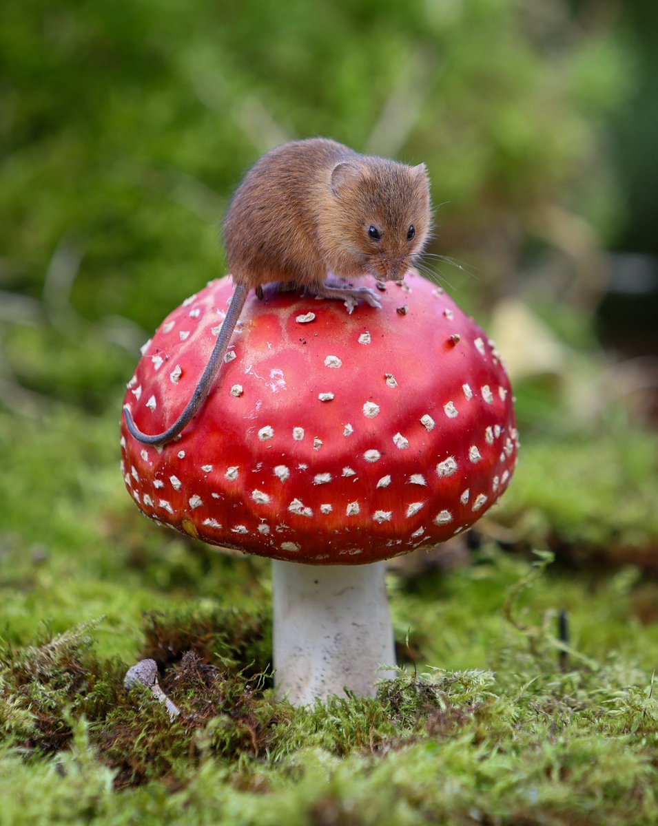 paulgray74's tweet image. #mouse #mushrooms #fungi #preston #lancashire