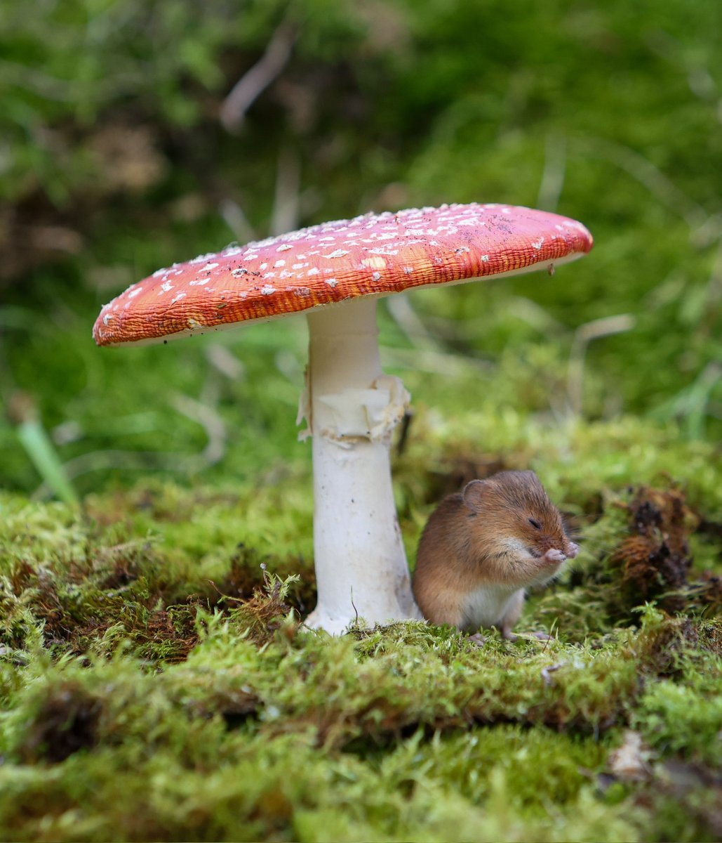 paulgray74's tweet image. #mouse #mushrooms #fungi #preston #lancashire