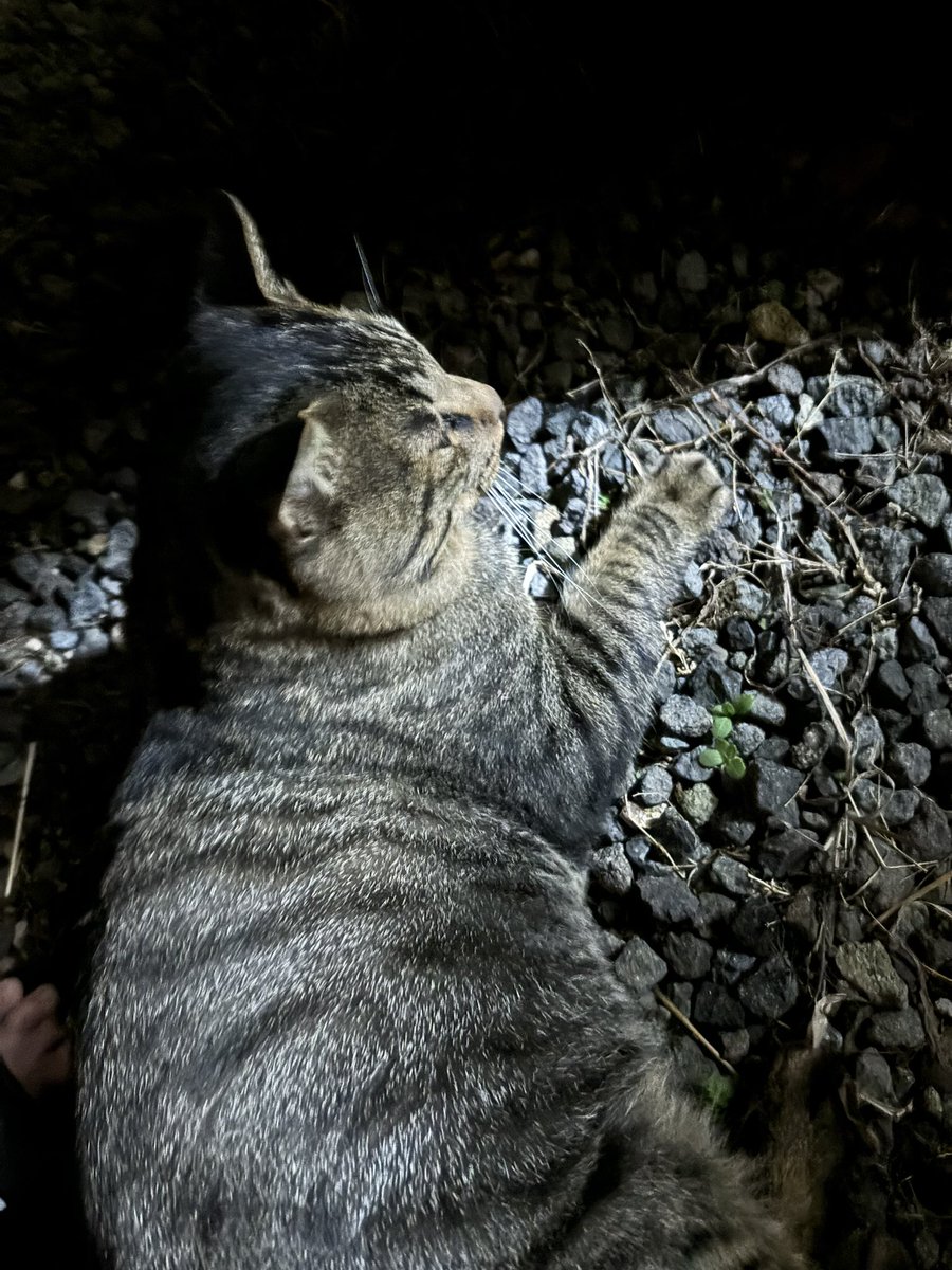 HKF1515's tweet image. うちの庭に鳴きながら見た事ないキジトラが来たよー！

凄い人懐っこい、オス、未去勢
声がかすれてる

アニランいるから保護できないけど、餌と水とダンボールに毛布敷いておいたよ🥺
こんな人懐っこいなら迷子猫なんじゃないかなー？

#迷子猫
#苫小牧
#キジトラ