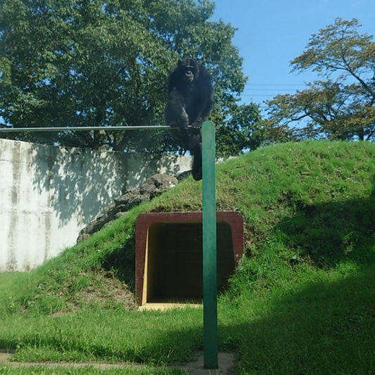 パン君様 Genius! The golden duo of chimpanzee Pan-kun and Miyazawa-san is