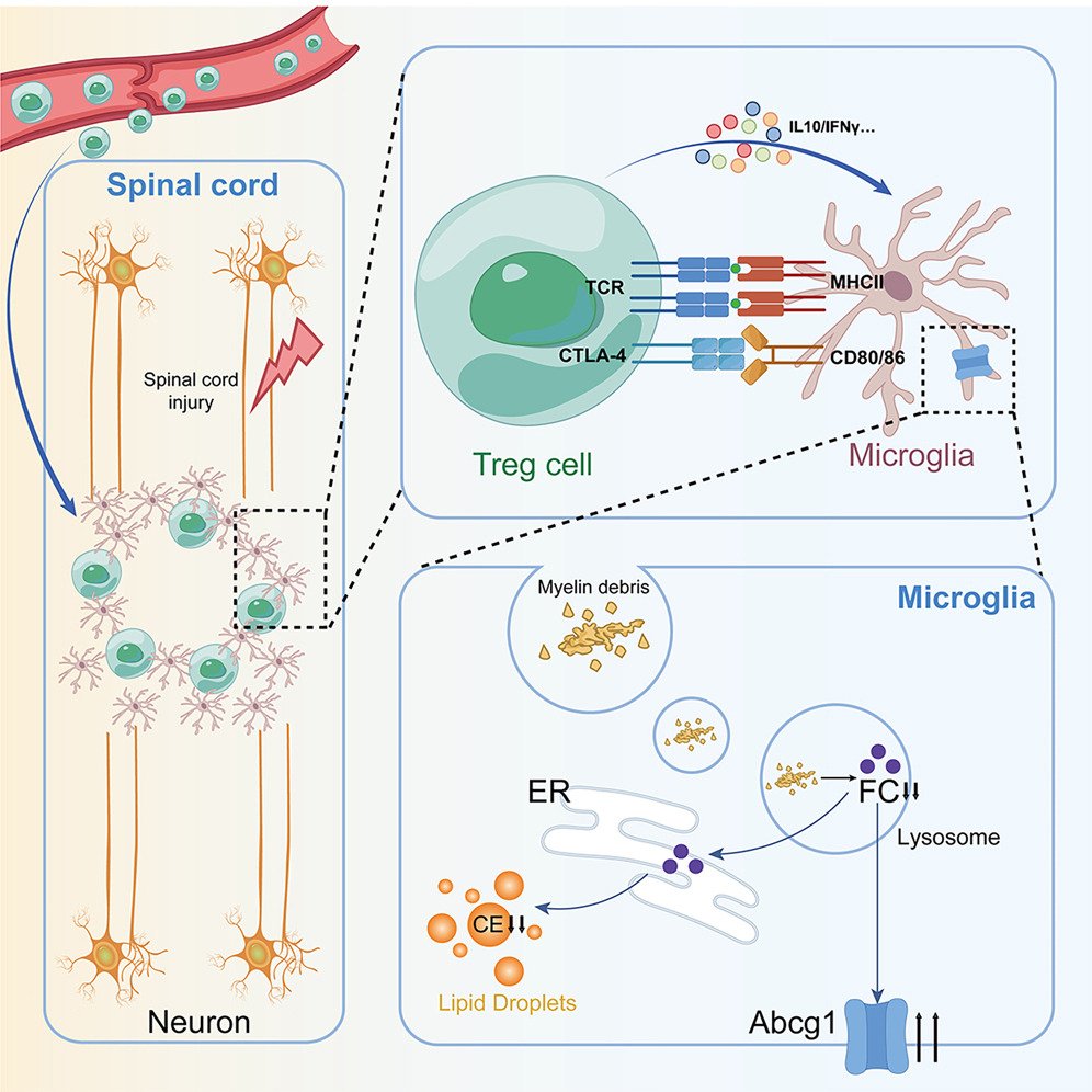 Treg-microglia partnership in the injured spinal cord preserves Treg cell function and regulates microglial cholesterol metabolism <a href="/NeuroCellPress/">Neuron</a>  cell.com/neuron/fulltex…