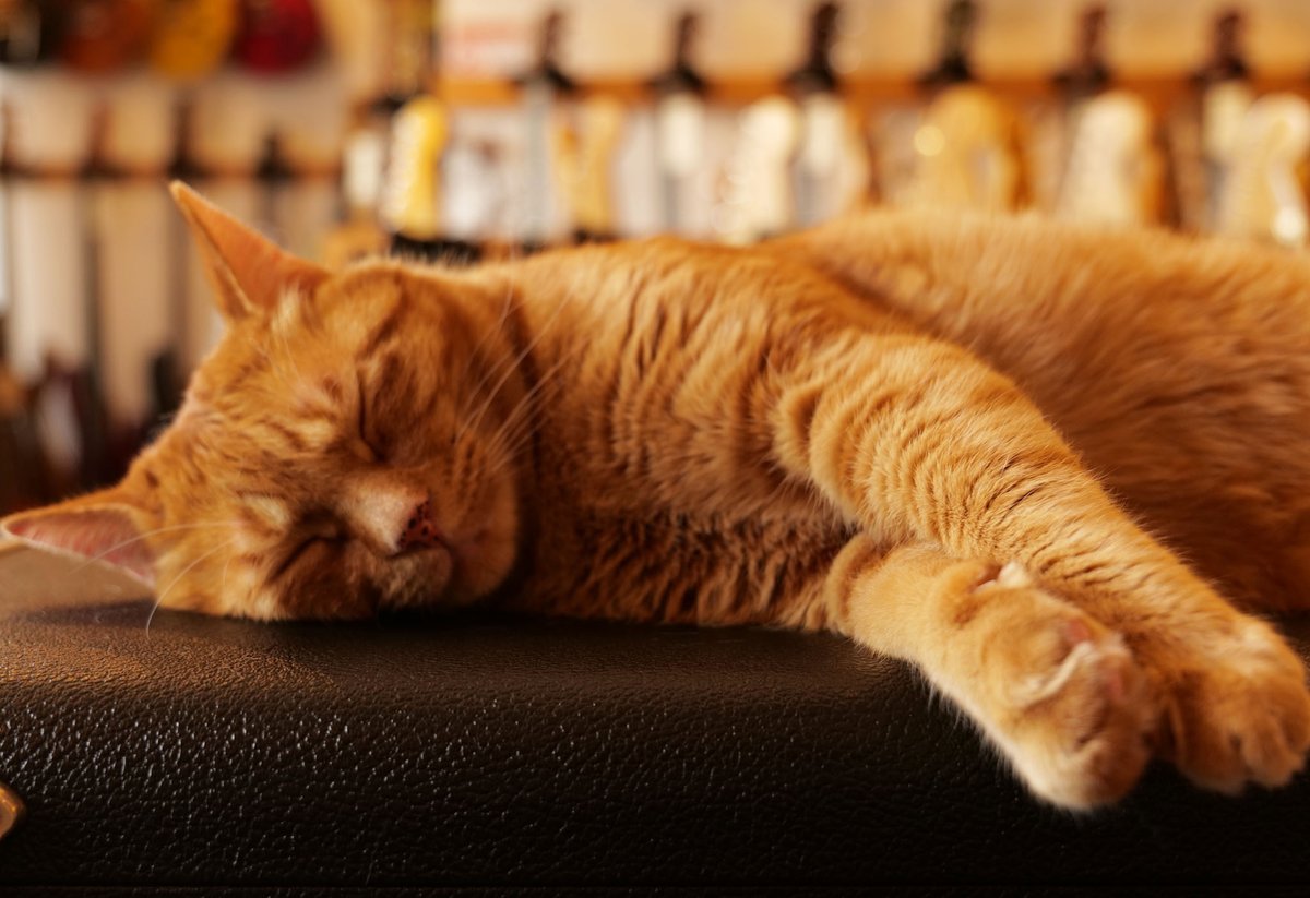 oldbridge_jp's tweet image. 10月 定休日 6、13、20、15、26、27日
※ 26日(日)は臨時休業となります。

買取・下取り・委託販売もご相談ください。
ギター、ベース、エフェクター続々入荷中！
oldbridge.jp