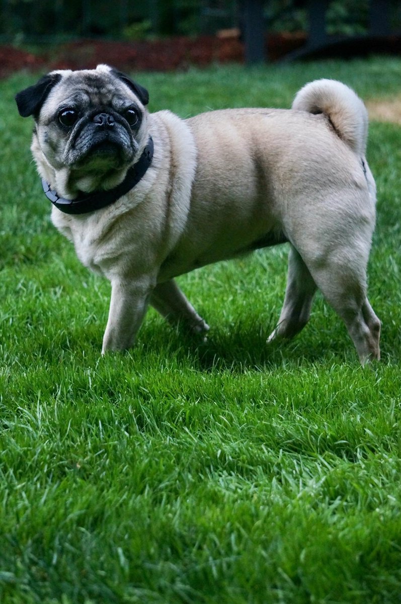 Happy Sweet 16th Birthday to Anjou! It seems like just yesterday that we brought you into our home, you've grown to be the sweetest little pug we could ever imagine! No, we won't be taking you to the DMV for your drivers license, but thanks for asking. #puglife #HappyBirthday