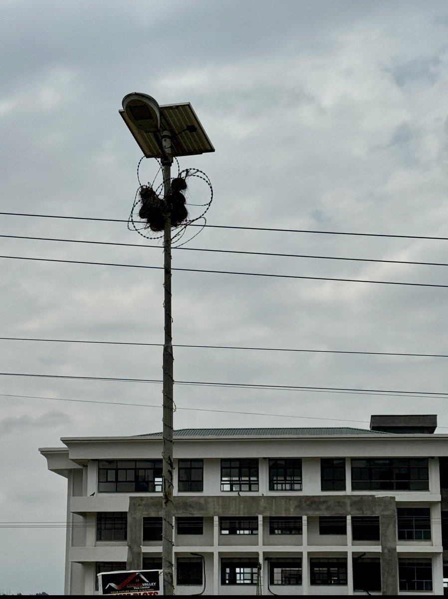 Iko pressure mahali for these #weaver #birds. On today’s road in Ol Kalou, a Solar Light pole became a high-rise nesting block. #Wildlife keeps adapting, even when trees are gone. <a href="/NyandaruaCG018/">Nyandarua County Government</a> Please dont remove them 🙏