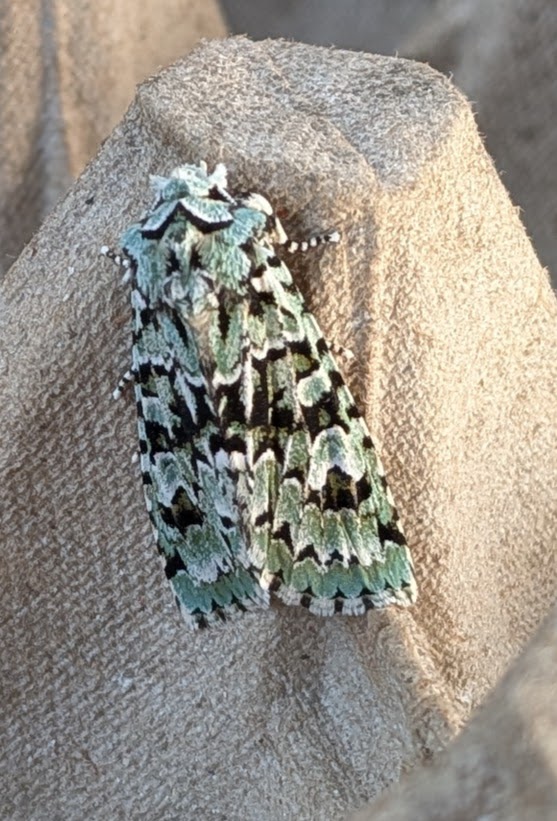 bernard boothroyd tweet media