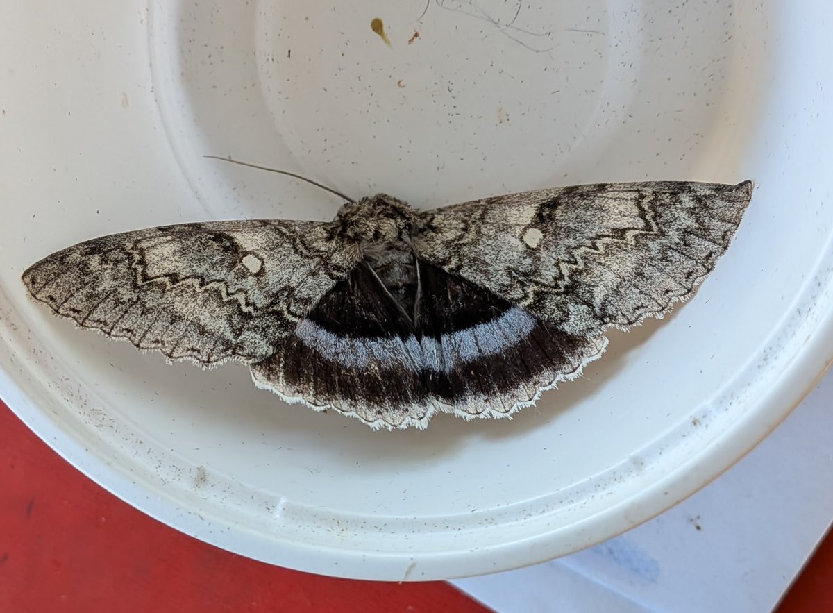 bernard boothroyd tweet media