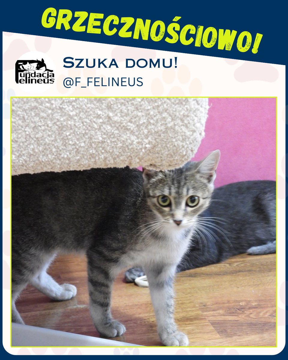F_FELINEUS's tweet image. OGŁOSZENIE GRZECZNOŚCIOWE!

Trzy śliczne kotki szukają dobrych domów. 
Przebywają na podkarpaciu. 
Kontakt w sprawie adopcji 697010186.

#Koty #pilne #dom #przygarnij