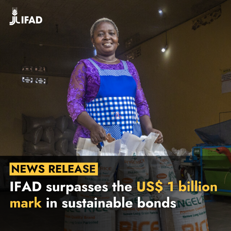 IFAD's tweet photo. 🚀 IFAD just surpassed the US$1 billion mark in sustainable bonds! 
  
👉 These funds will reach more than 12 million rural people, supporting them to increase food production, access new markets and financial services and much more. 
  
Read more ⤵️