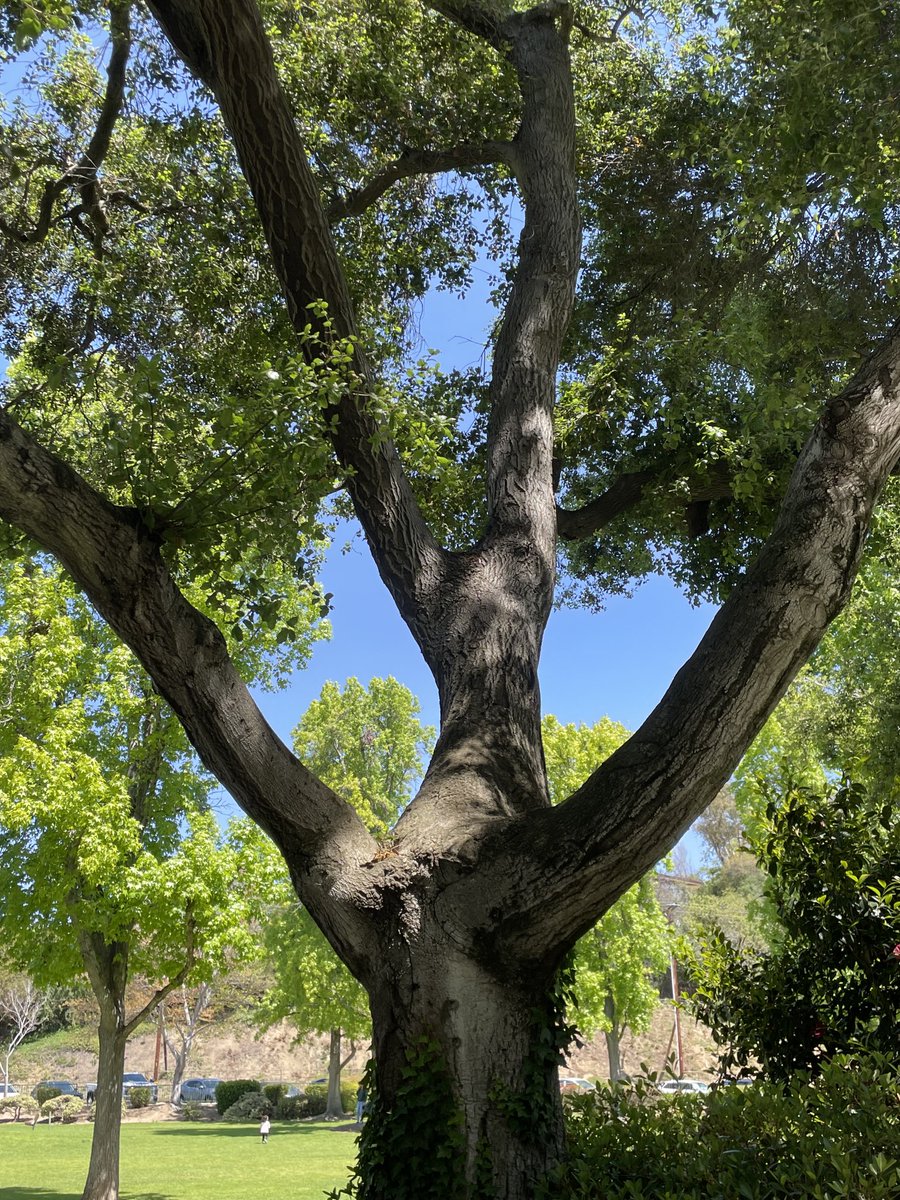 PJINTHEGARDEN's tweet photo. Good morning from my corner of dystopia… Happy #Thicktrunktuesday 

#Treepeople #Treeenergy #lovemotherearth #beekind https://t.co/7axVPAO3za