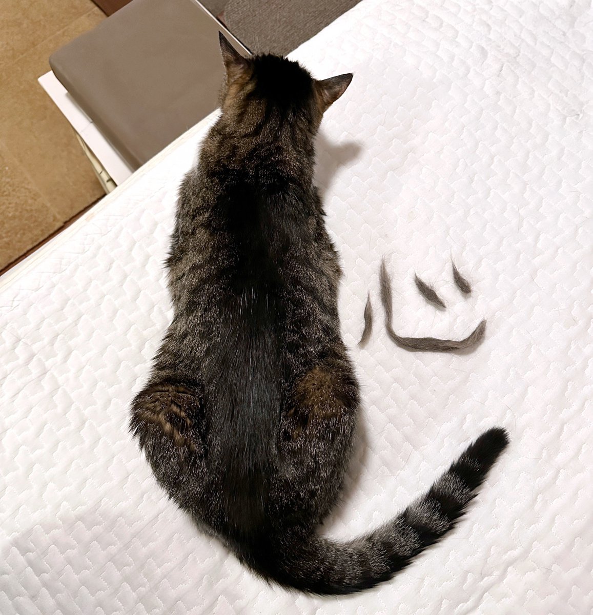 猫千代　0827 菊千代とmum (@y5_y5_san) / Posts / X