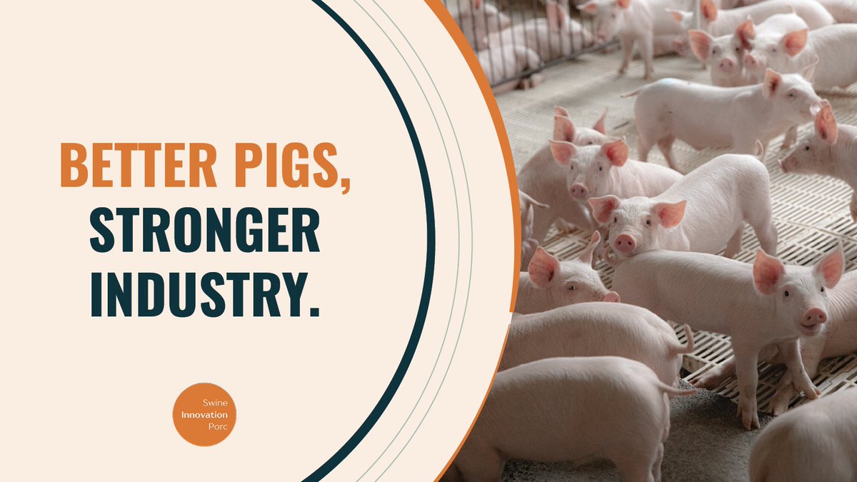 SwineInnovation's tweet image. #SC4  breeding gets a boost with genomics + AI.

More robust pigs = lower losses, better exports &amp;amp; higher welfare.

Science that works for farmers and markets.

#CDNag #PorkIndustry #AnimalHealth