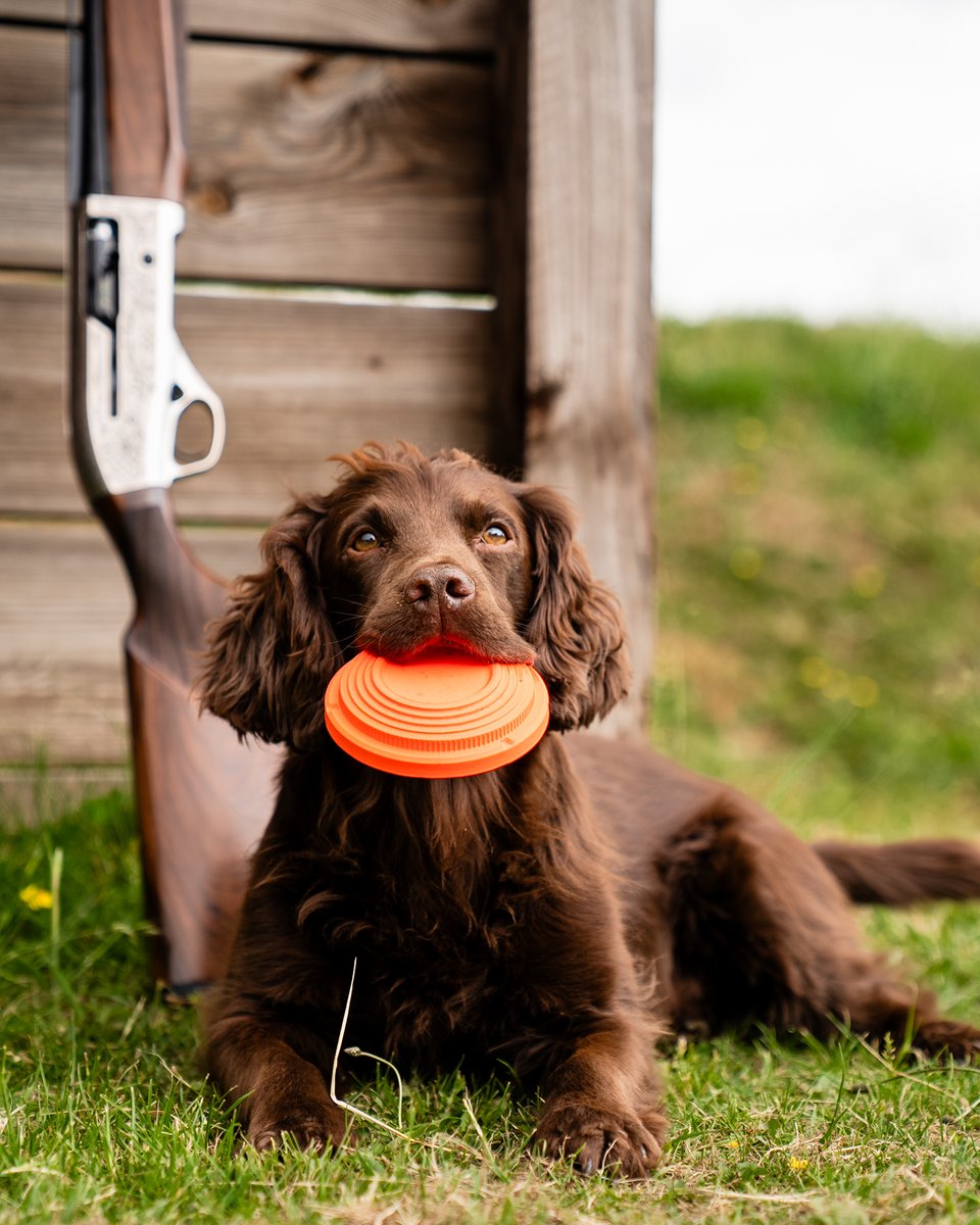 Sporting clays are calling, and even your dog knows it. Get ready to go out there, performance doesn't wait: bit.ly/4mKyLXH #BerettaA400L