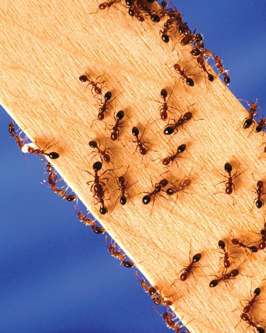 Diypestanderson's tweet image. Ant problems can be a thing of the past. Our ant control products are proven to target invasive ants quickly and efficiently. Don’t wait—shop now! #AntControlProducts
roachcontrolproductsanderson.com